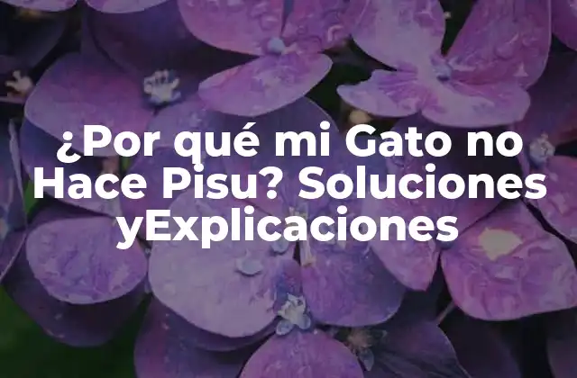 ¿por Qué Mi Gato No Hace Pisu? Soluciones Yexplicaciones
