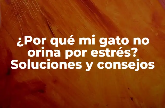 ¿por Qué Mi Gato No Orina por Estrés? Soluciones y Consejos