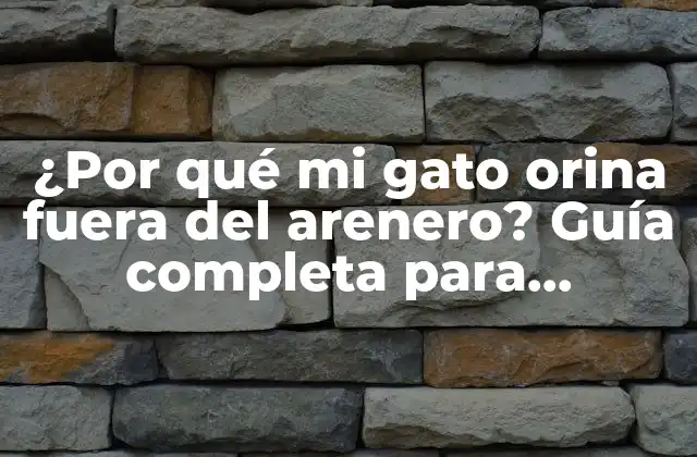 ¿por Qué Mi Gato Orina Fuera Del Arenero? Guía Completa para Solucionar el Problema