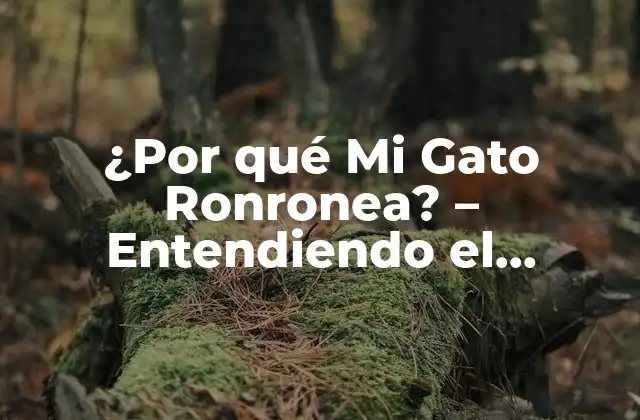 ¿por Qué Mi Gato Ronronea? – Entendiendo el Lenguaje Felino
