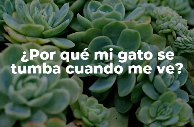 ¿por Qué Mi Gato Se Tumba Cuando Me Ve? 2 La comunicación no verbal de los gatos