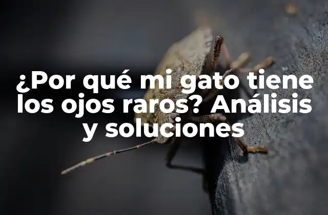 ¿por Qué Mi Gato Tiene los Ojos Raros? Análisis y Soluciones