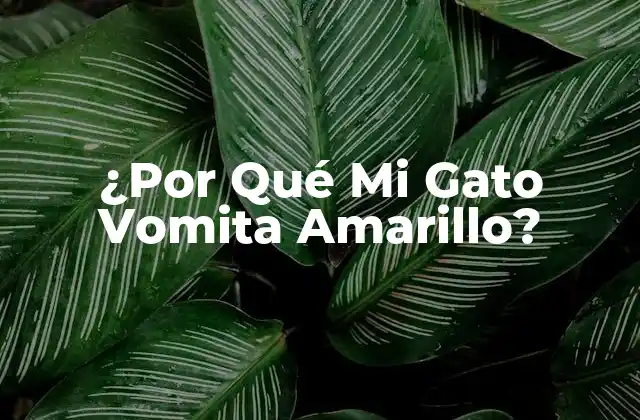 ¿por Qué Mi Gato Vomita Amarillo?