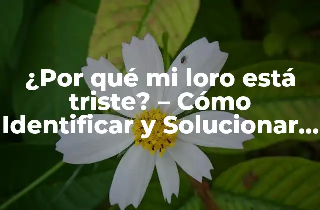 ¿por Qué Mi Loro Está Triste? - Cómo Identificar y Solucionar el Estrés en Loros 2 Causas Comunes de la Tristeza en Loros