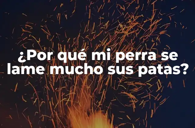 ¿por Qué Mi Perra Se Lame Mucho Sus Patas?