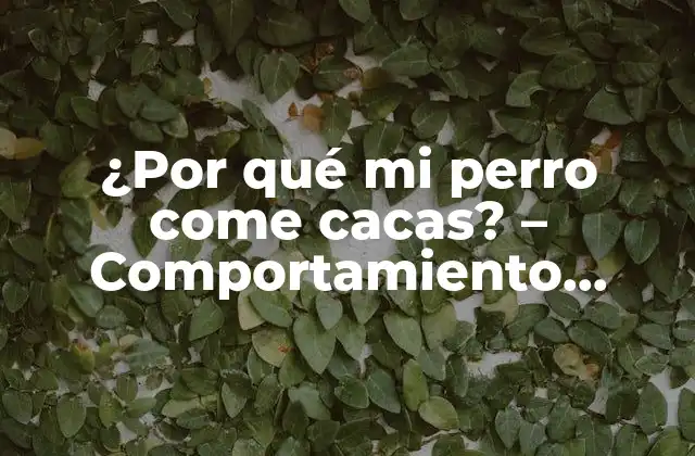 ¿por Qué Mi Perro Come Cacas? – Comportamiento Canino Anormal