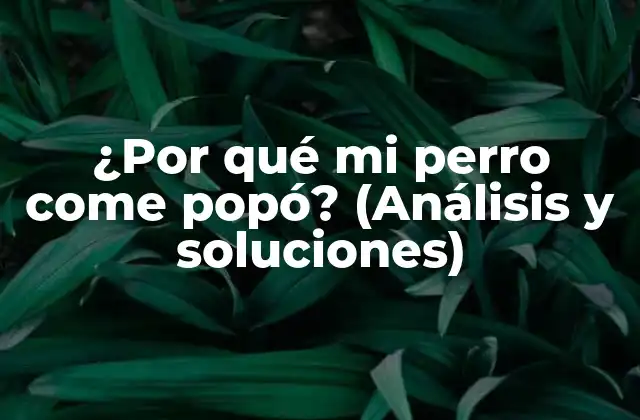 ¿por Qué Mi Perro Come Popó? (análisis y Soluciones)