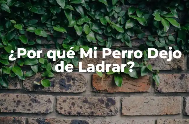 ¿por Qué Mi Perro Dejo de Ladrar? 2 ¿Es Normal que Mi Perro Deje de Ladrar?