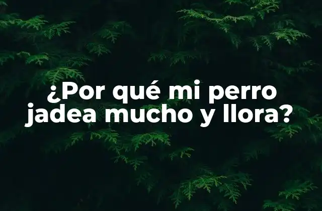 ¿por Qué Mi Perro Jadea Mucho y Llora?