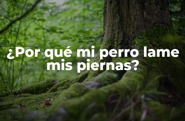 ¿por Qué Mi Perro Lame Mis Piernas?