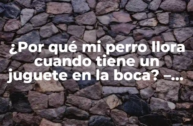 ¿por Qué Mi Perro Llora Cuando Tiene un Juguete en la Boca? – Comprende el Comportamiento de Tu Mascota