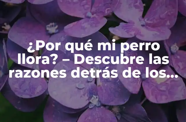 ¿por Qué Mi Perro Llora? – Descubre las Razones Detrás de los Lamentos de Tu Amigo Canino
