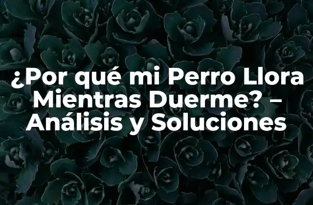 ¿por Qué Mi Perro Llora Mientras Duerme? – Análisis y Soluciones