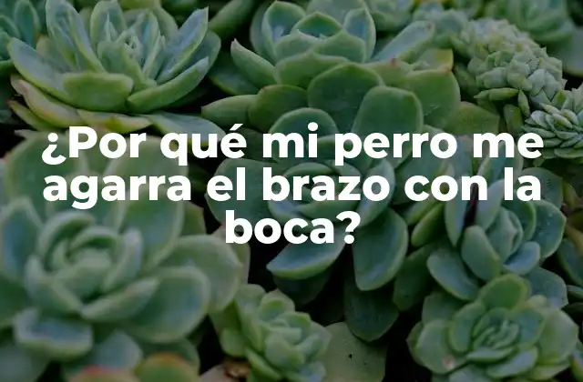 ¿por Qué Mi Perro Me Agarra el Brazo con la Boca?