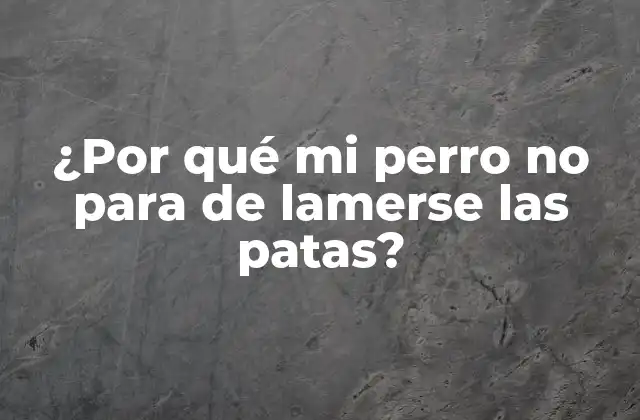 ¿por Qué Mi Perro No para de Lamerse las Patas?