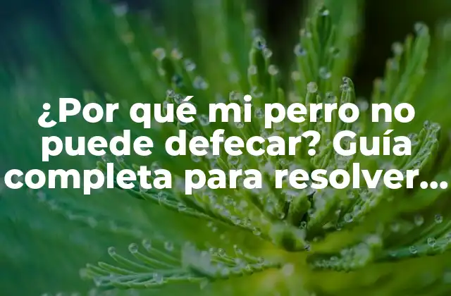 ¿por Qué Mi Perro No Puede Defecar? Guía Completa para Resolver Problemas de Defecación Canina