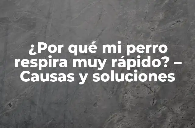 Causas comunes de la respiración rápida en perros