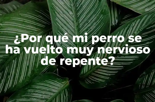 ¿por Qué Mi Perro Se Ha Vuelto Muy Nervioso de Repente?
