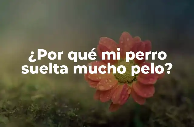 ¿por Qué Mi Perro Suelta Mucho Pelo?