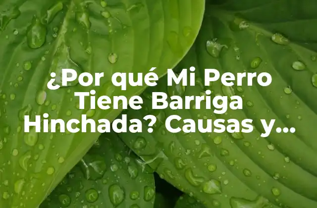 ¿por Qué Mi Perro Tiene Barriga Hinchada? Causas y Síntomas de la Hinchazón Abdominal en Perros