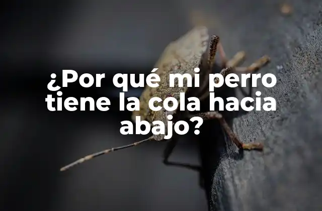 ¿Es normal que mi perro tenga la cola hacia abajo?