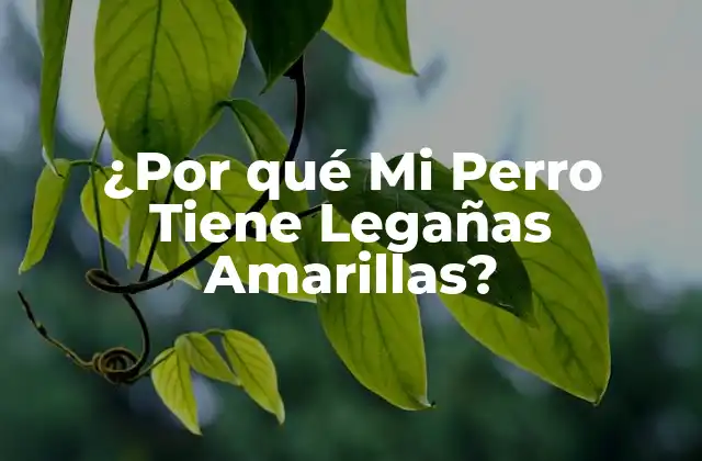 ¿por Qué Mi Perro Tiene Legañas Amarillas? 2 Causas de las Legañas Amarillas en Perros