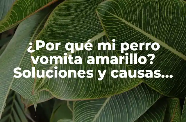 ¿por Qué Mi Perro Vomita Amarillo? Soluciones y Causas Comunes