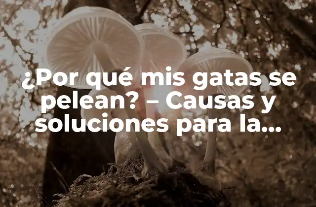 ¿por Qué Mis Gatas Se Pelean? – Causas y Soluciones para la Agresión entre Gatos