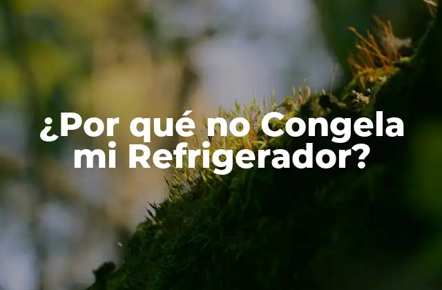 ¿por Qué No Congela Mi Refrigerador?