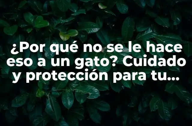 ¿por Qué No Se Le Hace Eso a un Gato? Cuidado y Protección para Tu Amigo Felino