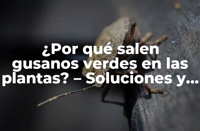 ¿por Qué Salen Gusanos Verdes en las Plantas? – Soluciones y Prevención