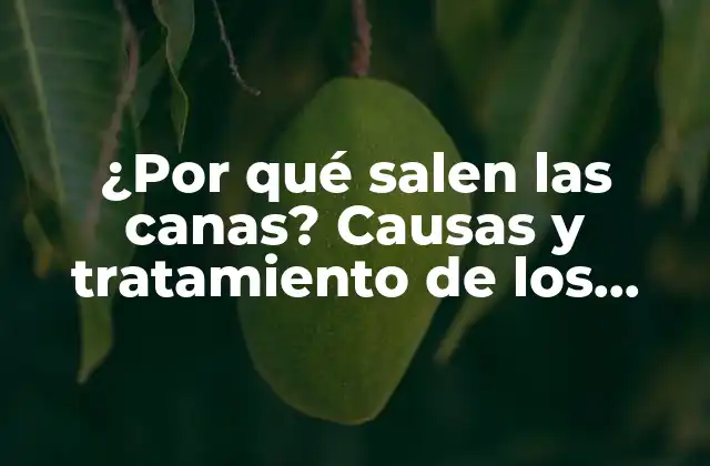 ¿por Qué Salen las Canas? Causas y Tratamiento de los Cabellos Blancos