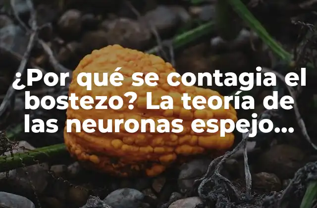 ¿por Qué Se Contagia el Bostezo? la Teoría de las Neuronas Espejo Explicada