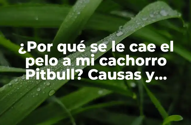 ¿por Qué Se Le Cae el Pelo a Mi Cachorro Pitbull? Causas y Soluciones