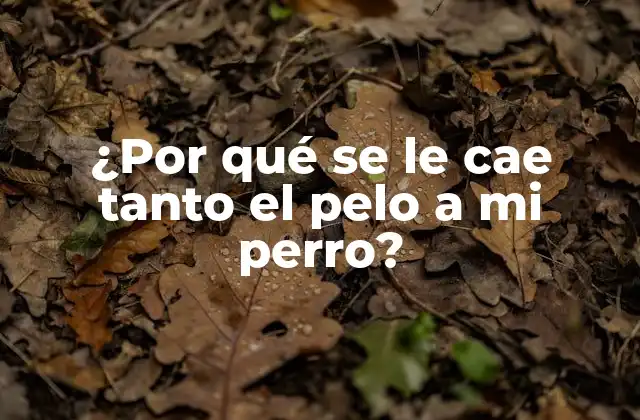 Causas comunes de la pérdida de pelo en perros