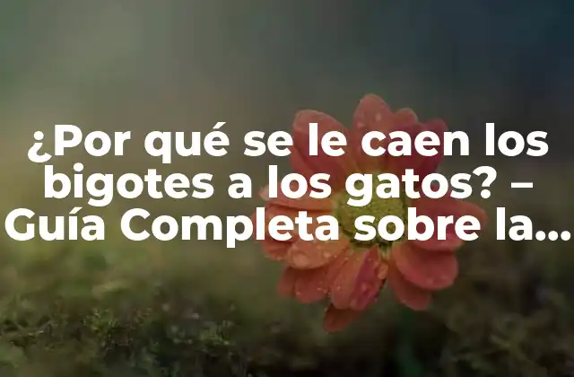 ¿por Qué Se Le Caen los Bigotes a los Gatos? – Guía Completa sobre la Pérdida de Bigotes en Gatos
