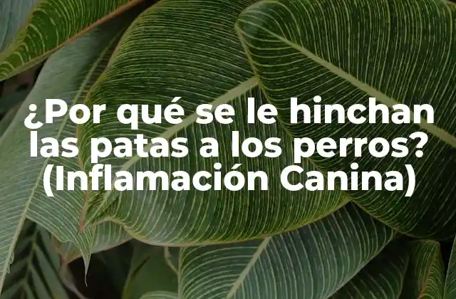 ¿por Qué Se Le Hinchan las Patas a los Perros? (inflamación Canina)