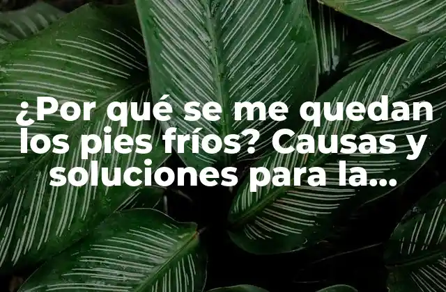 ¿por Qué Se Me Quedan los Pies Fríos? Causas y Soluciones para la Sensación de Pies Fríos
