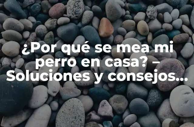 ¿por Qué Se Mea Mi Perro en Casa? – Soluciones y Consejos para Entrenar a Tu Perro