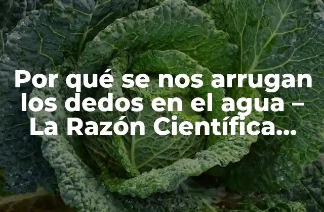 Por Qué Se Nos Arrugan los Dedos en el Agua – la Razón Científica Detrás de Este Fenómeno