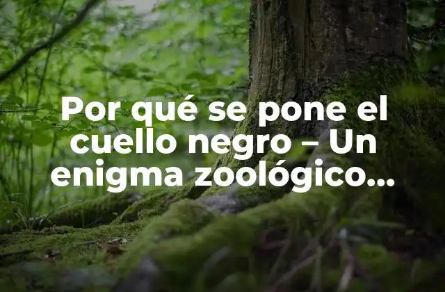 Por Qué Se Pone el Cuello Negro – un Enigma Zoológico Resuelto