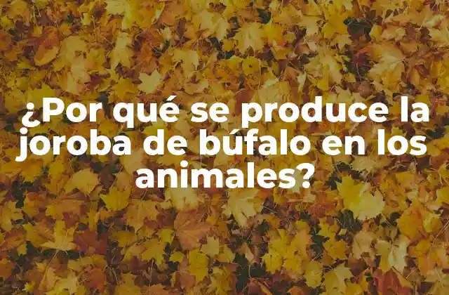 ¿por Qué Se Produce la Joroba de Búfalo en los Animales? 2 La joroba de búfalo: una adaptación evolutiva