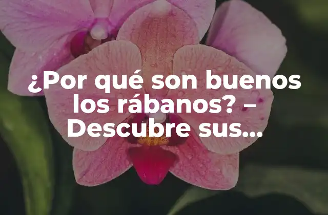 ¿por Qué Son Buenos los Rábanos? – Descubre Sus Beneficios para la Salud