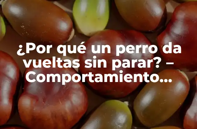 ¿por Qué un Perro Da Vueltas sin Parar? – Comportamiento Canino Explorado