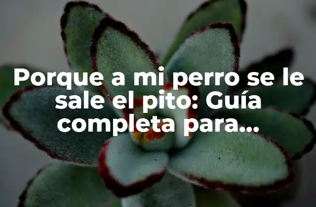 Porque a Mi Perro Se Le Sale el Pito: Guía Completa para Entender y Solucionar el Problema