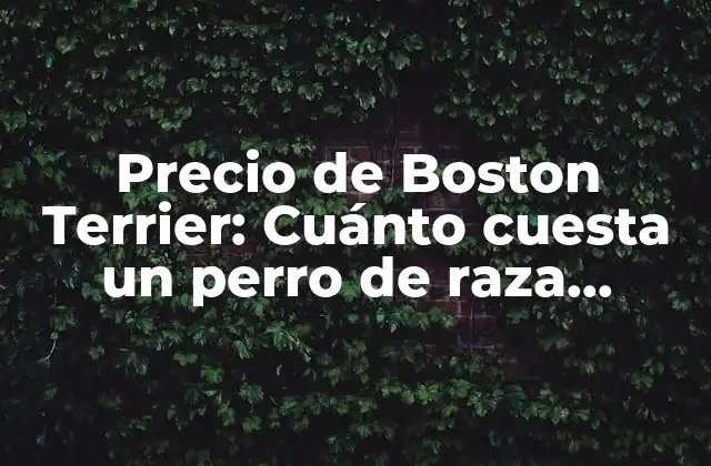 Precio de Boston Terrier: Cuánto Cuesta un Perro de Raza Boston Terrier