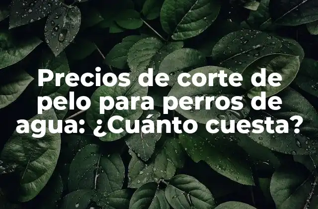 Precios de Corte de Pelo para Perros de Agua: ¿cuánto Cuesta?