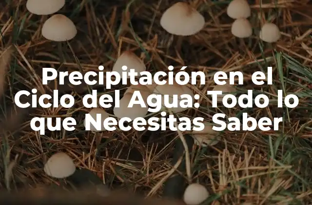 Precipitación en el Ciclo Del Agua: Todo Lo que Necesitas Saber