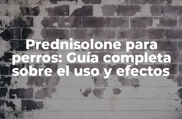 ¿Qué es prednisolone y cómo funciona en perros?