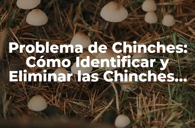 Cómo Se Propagan las Chinches